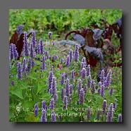 Agastache (le jardin de la poterie Hillen) www.poterie.fr